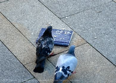 Tauben picken Brotkrümel vom Göttinger Terminkalender
